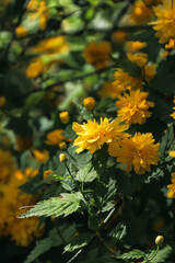 Kerria Japanese. Yellow flowers blooming on the branches. Yellow flowers. Spring flowering. Photo of nature.