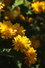 Kerria Japanese. Yellow flowers blooming on the branches. Yellow flowers. Spring flowering. Photo of nature.