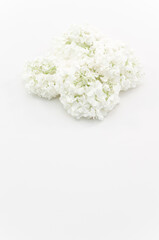 Obraz na płótnie Canvas immagine con primo piano di fiori appassiti di ortensia arborescente annabelle su superficie bianca