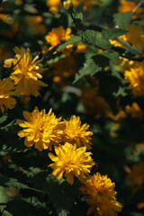 Kerria Japanese. Yellow flowers blooming on the branches. Yellow flowers. Spring flowering. Photo of nature.