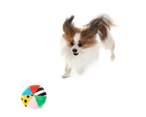 papillon dog in studio