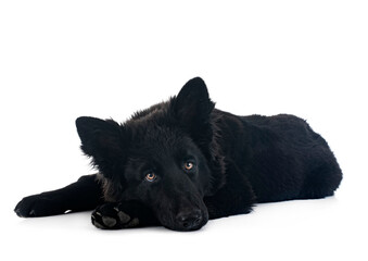 young german shepherd