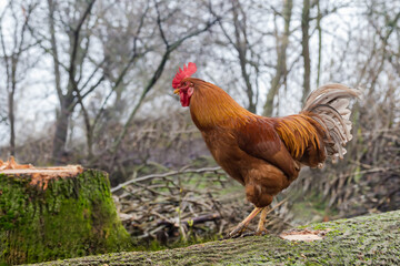 Red rooster walking on the tree log in overcast weather
