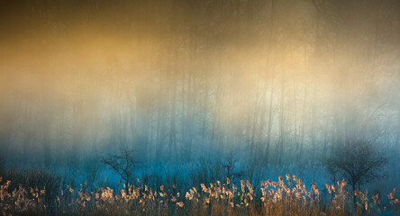 Barwny Wiosenny Poranek  Na Mokradłach  © Wojciech Lisiński