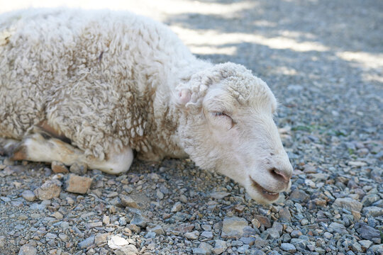 Sleeping Sheep" Images – Browse 57 Stock Photos, Vectors ...