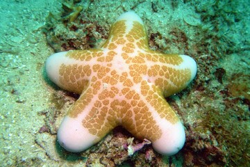 Underwater scene with Granulated sea star (Choriaster granulatus)