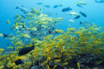 Beautiful shoal of yellow tropical coral reef fish in full diversity