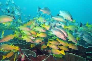 Beautiful shoal of yellow tropical coral reef fish in full diversity