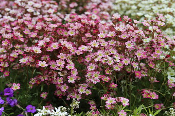 Saxifraga arendsii. Red and pink flowers, alpine garden plant.