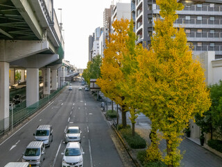 Fototapeta premium 主要道路沿いの紅葉