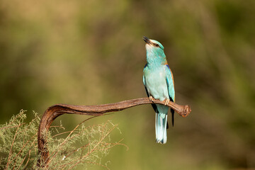 European roller in the last light of day on his favorite vantage point in his breeding territory in spring