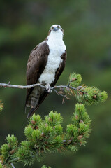 osprey or fish hawk (Pandion haliaetus)