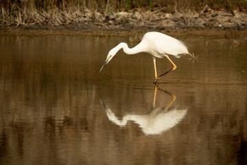 Great egret with the last light of the afternoon in a wetland in central Spain in rutting plumage