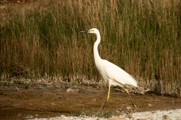 Great egret with the last light of the afternoon in a wetland in central Spain in rutting plumage