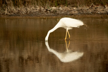 Great egret with the last light of the afternoon in a wetland in central Spain in rutting plumage
