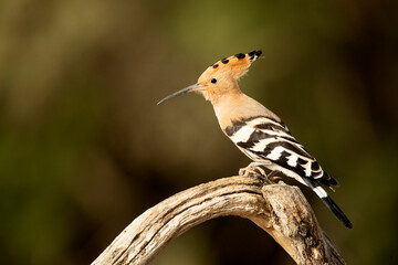 Hoopoe on his favorite watchtower in the last light of day