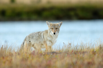 Coyote in Yellowstone National Park