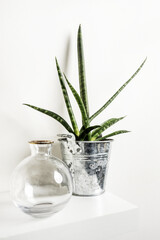 A white wooden shelf holding a glass jar and a pot with a sansevieria cylindrica attached to a plain white wall