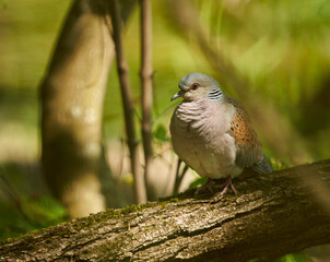 European turtle dove in the forest