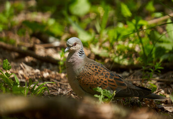 European turtle dove in the forest
