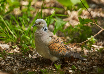 European turtle dove in the forest
