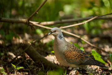 European turtle dove in the forest