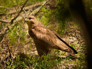 Obraz premium Adult buzzard on forest floor