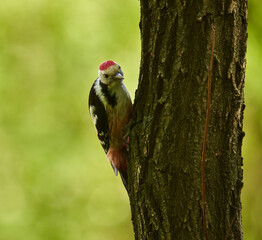 Middle spotted woodpecker on a tree