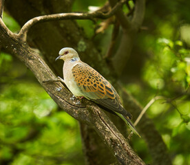 European turtle dove in the forest