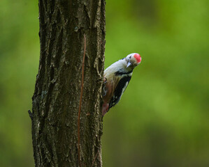 Middle spotted woodpecker on a tree