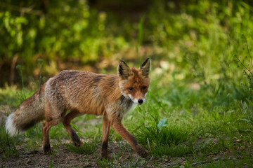 Male fox in the forest