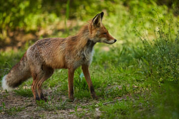 Fototapeta premium Male fox in the forest