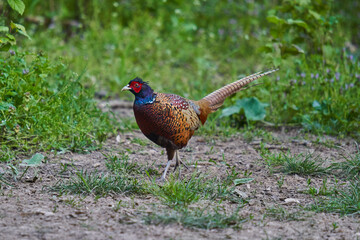 Male pheasant in the forest