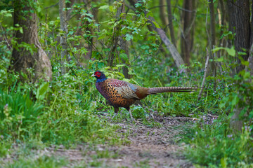 Male pheasant in the forest