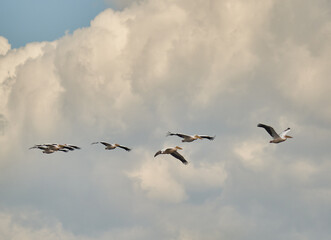 Pelicans in flight against clouds