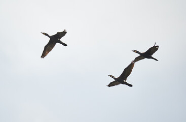 Great cormorant in flight