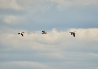 Pelicans in flight against clouds