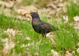 Starling in the grass