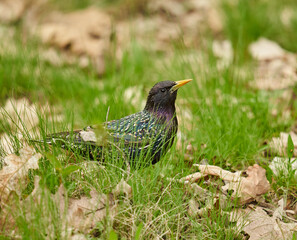 Starling in the grass