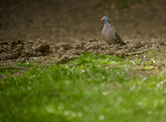 Wood pigeon on forest floor