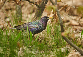 Starling in the grass