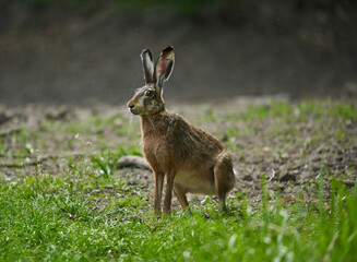 Wild adult hare in the forest