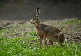 Wild adult hare in the forest