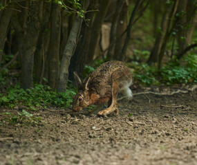 Wild adult hare in the forest