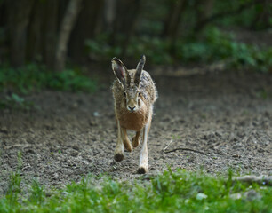 Wild adult hare in the forest