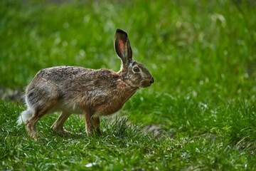 Wild adult hare in the forest