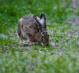 Wild adult hare in the forest