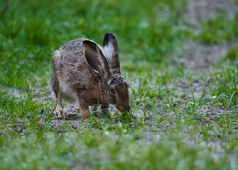 Wild adult hare in the forest