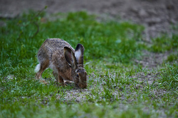 Naklejka premium Wild adult hare in the forest