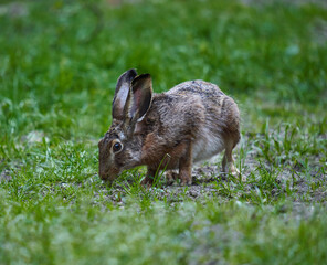 Wild adult hare in the forest